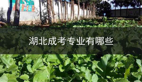 湖北成考专业有哪些
