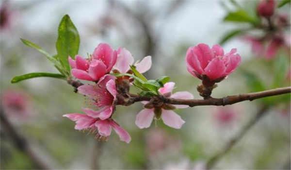 低压电工证V,KW是什么