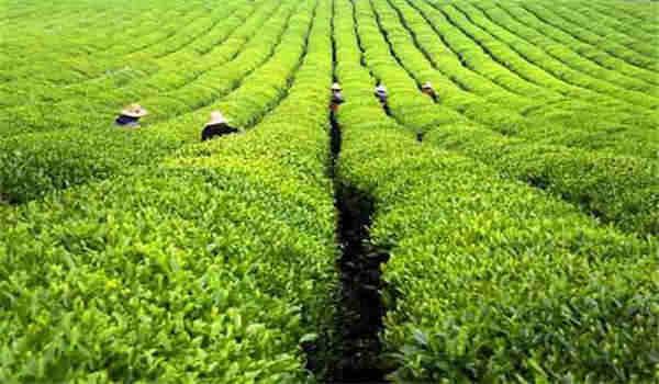 国家开放大学考试多少算过？