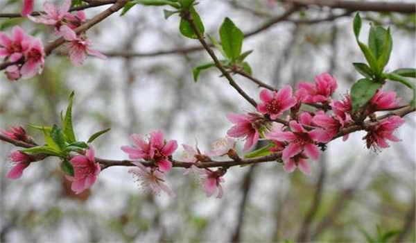 国家开放大学的学历教育包括哪些层次？