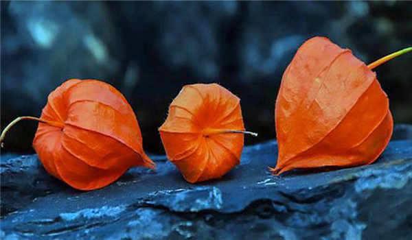 国家开放大学有没有畜牧业专业？