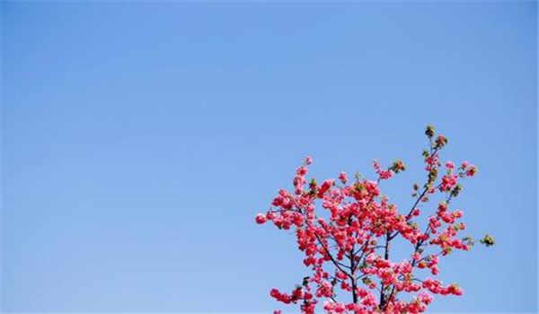 国家开放大学专科可以当兵吗
